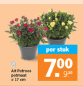 klik op dit plaatje voor een vergroting en voor vergelijkbare aanbiedingen gerelateerd aan ` 7 17 potroos potmaat cm stuk ` 7 17 potroos potmaat cm stuk
