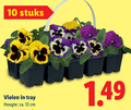 klik op dit plaatje voor een vergroting en voor vergelijkbare aanbiedingen gerelateerd aan ` violen 10 12 stuks tray hoogte ca. cm ` violen 10 12 stuks tray hoogte ca. cm