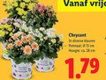 klik op dit plaatje voor een vergroting en voor vergelijkbare aanbiedingen gerelateerd aan ` potchrysant 13 28 seasonal colours chrysant kleuren potmaat cm hoogte ca. ` potchrysant 13 28 seasonal colours chrysant kleuren potmaat cm hoogte ca.