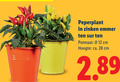 klik op dit plaatje voor een vergroting en voor vergelijkbare aanbiedingen gerelateerd aan ` 12 28 peperplant zinken emmer ton potmaat cm hoogte ca. ` 12 28 peperplant zinken emmer ton potmaat cm hoogte ca.