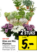klik op dit plaatje voor een vergroting en voor vergelijkbare aanbiedingen gerelateerd aan ` 2 12 mix planten vetplant varen potchrysant potmaat cm stuks ` 2 12 mix planten vetplant varen potchrysant potmaat cm stuks