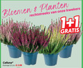 klik op dit plaatje voor een vergroting en voor vergelijkbare aanbiedingen gerelateerd aan ` caluna heide 1 12 bloemen planten kwekers calluna potmaat cm ` caluna heide 1 12 bloemen planten kwekers calluna potmaat cm