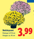 klik op dit plaatje voor een vergroting en voor vergelijkbare aanbiedingen gerelateerd aan ` 19 45 bolchrysant potmaat cm hoogte ca. 3.99 ` 19 45 bolchrysant potmaat cm hoogte ca. 3.99