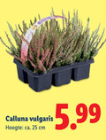 klik op dit plaatje voor een vergroting en voor vergelijkbare aanbiedingen gerelateerd aan ` 25 calluna vulgaris hoogte ca. cm 5.99 ` 25 calluna vulgaris hoogte ca. cm 5.99