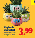 klik op dit plaatje voor een vergroting en voor vergelijkbare aanbiedingen gerelateerd aan ` 6 8 vetplant potmaat cm hoogte ca. 3.99 ` 6 8 vetplant potmaat cm hoogte ca. 3.99