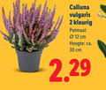 klik op dit plaatje voor een vergroting en voor vergelijkbare aanbiedingen gerelateerd aan ` 2 12 30 calluna vulgaris potmaat cm hoogte ca. ` 2 12 30 calluna vulgaris potmaat cm hoogte ca.