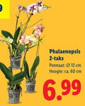 klik op dit plaatje voor een vergroting en voor vergelijkbare aanbiedingen gerelateerd aan ` phalaenopsys 2 12 60 phalaenopsis potmaat cm hoogte ca. ` phalaenopsys 2 12 60 phalaenopsis potmaat cm hoogte ca.