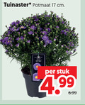 klik op dit plaatje voor een vergroting en voor vergelijkbare aanbiedingen gerelateerd aan ` tuinplanten 17 tuinaster potmaat cm stuk ` tuinplanten 17 tuinaster potmaat cm stuk