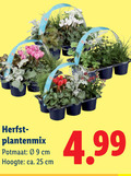 klik op dit plaatje voor een vergroting en voor vergelijkbare aanbiedingen gerelateerd aan ` tuinplanten 25 herfst plantenmix potmaat cm hoogte ca. ` tuinplanten 25 herfst plantenmix potmaat cm hoogte ca.