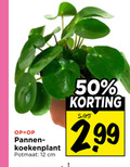klik op dit plaatje voor een vergroting en voor vergelijkbare aanbiedingen gerelateerd aan ` kamerplanten 12 50 pannen potmaat cm 5.99 ` kamerplanten 12 50 pannen potmaat cm 5.99