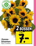 klik op dit plaatje voor een vergroting en voor vergelijkbare aanbiedingen gerelateerd aan ` 2 5 dagen zonne bloemen bos stelen bossen ` 2 5 dagen zonne bloemen bos stelen bossen