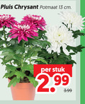 klik op dit plaatje voor een vergroting en voor vergelijkbare aanbiedingen gerelateerd aan ` 13 pluis chrysant potmaat cm stuk 3.99 ` 13 pluis chrysant potmaat cm stuk 3.99