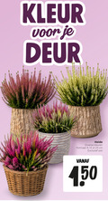 klik op dit plaatje voor een vergroting en voor vergelijkbare aanbiedingen gerelateerd aan ` heideplanten 9 13 23 kleur deur heide kleuren potmaat cm pot ` heideplanten 9 13 23 kleur deur heide kleuren potmaat cm pot