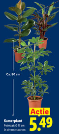 klik op dit plaatje voor een vergroting en voor vergelijkbare aanbiedingen gerelateerd aan ` kamerplanten 17 80 ca. cm kamerplant potmaat soorten ` kamerplanten 17 80 ca. cm kamerplant potmaat soorten
