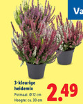 klik op dit plaatje voor een vergroting en voor vergelijkbare aanbiedingen gerelateerd aan ` tuinplanten 3 12 30 kleurige potmaat cm hoogte ca. ` tuinplanten 3 12 30 kleurige potmaat cm hoogte ca.