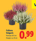 klik op dit plaatje voor een vergroting en voor vergelijkbare aanbiedingen gerelateerd aan ` caluna heide 23 calluna vulgaris potmaat cm hoogte ca. ` caluna heide 23 calluna vulgaris potmaat cm hoogte ca.