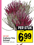 klik op dit plaatje voor een vergroting en voor vergelijkbare aanbiedingen gerelateerd aan ` caluna heide 23 calluna trio schaal potmaat cm stuk ` caluna heide 23 calluna trio schaal potmaat cm stuk