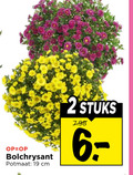 klik op dit plaatje voor een vergroting en voor vergelijkbare aanbiedingen gerelateerd aan ` bolchrysanten 2 19 bolchrysant potmaat cm stuks ` bolchrysanten 2 19 bolchrysant potmaat cm stuks