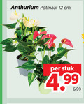 klik op dit plaatje voor een vergroting en voor vergelijkbare aanbiedingen gerelateerd aan ` anthurium 12 potmaat cm stuk ` anthurium 12 potmaat cm stuk