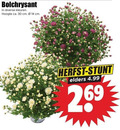 klik op dit plaatje voor een vergroting en voor vergelijkbare aanbiedingen gerelateerd aan ` bolchrysanten 14 30 bolchrysant kleuren hoogte ca. cm herfst elders ` bolchrysanten 14 30 bolchrysant kleuren hoogte ca. cm herfst elders