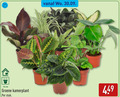 klik op dit plaatje voor een vergroting en voor vergelijkbare aanbiedingen gerelateerd aan ` kamerplanten 12 cm groene kamerplant stuk ` kamerplanten 12 cm groene kamerplant stuk