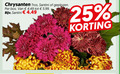klik op dit plaatje voor een vergroting en voor vergelijkbare aanbiedingen gerelateerd aan ` 25 chrysanten tros santini geplozen bos 5.99 ` 25 chrysanten tros santini geplozen bos 5.99