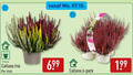 klik op dit plaatje voor een vergroting en voor vergelijkbare aanbiedingen gerelateerd aan ` caluna heide 6 garden girls garde calluna pack cm trio stuk ` caluna heide 6 garden girls garde calluna pack cm trio stuk