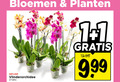 klik op dit plaatje voor een vergroting en voor vergelijkbare aanbiedingen gerelateerd aan ` 1 2 bloemen planten vlinderorchidee ` 1 2 bloemen planten vlinderorchidee