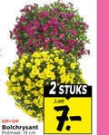 klik op dit plaatje voor een vergroting en voor vergelijkbare aanbiedingen gerelateerd aan ` 2 19 bolchrysant potmaat cm stuks ` 2 19 bolchrysant potmaat cm stuks