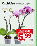 klik op dit plaatje voor een vergroting en voor vergelijkbare aanbiedingen gerelateerd aan ` orchidee 12 potmaat cm stuk 5.99 ` orchidee 12 potmaat cm stuk 5.99
