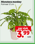 klik op dit plaatje voor een vergroting en voor vergelijkbare aanbiedingen gerelateerd aan ` kamerplanten 12 monstera monkey potmaat cm stuk 3.99 ` kamerplanten 12 monstera monkey potmaat cm stuk 3.99