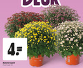 klik op dit plaatje voor een vergroting en voor vergelijkbare aanbiedingen gerelateerd aan ` bolchrysanten 4 19 bolchrysant potmaat ` bolchrysanten 4 19 bolchrysant potmaat