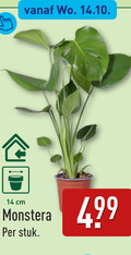 klik op dit plaatje voor een vergroting en voor vergelijkbare aanbiedingen gerelateerd aan ` kamerplanten 14 cm monstera stuk ` kamerplanten 14 cm monstera stuk