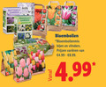 klik op dit plaatje voor een vergroting en voor vergelijkbare aanbiedingen gerelateerd aan ` bloembollen 31 butterfly garden fragrant bloembollenmix bijen vlinders varieeren ` bloembollen 31 butterfly garden fragrant bloembollenmix bijen vlinders varieeren