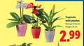 klik op dit plaatje voor een vergroting en voor vergelijkbare aanbiedingen gerelateerd aan ` kamerplanten 24 tropische mini planten potmaat 5 cm hoogte ` kamerplanten 24 tropische mini planten potmaat 5 cm hoogte