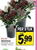 klik op dit plaatje voor een vergroting en voor vergelijkbare aanbiedingen gerelateerd aan ` kamerplanten 15 40 skimmia potmaat cm hoogte stuk 5.99 ` kamerplanten 15 40 skimmia potmaat cm hoogte stuk 5.99