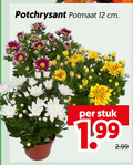 klik op dit plaatje voor een vergroting en voor vergelijkbare aanbiedingen gerelateerd aan ` 12 potchrysant potmaat cm stuk ` 12 potchrysant potmaat cm stuk