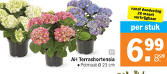  23 28 terrashortensia potmaat cm stuk 