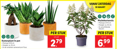  8 16 19 30 279 zaterdag kamerplant pot potmaat cm hoogte ca. sanseveria ficus stuk pluimhortensia kleuren 6 99 