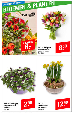  2 30 bloemen planten tulpen bossen stuks volumebos bos stelen viooltjes gekleurde schaal pot narcissen stuk 