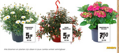  5 9 19 23 struikmargriet pot cm fuchsia hangpot tuinhortensia xxl stuk bloemen planten jumbo 