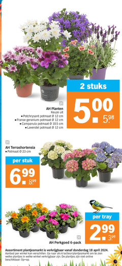  2 6 12 18 23 donna planten potchrysant potmaat cm franse geranium campanula lavendel stuks terrashortensia stuk perkgoed pack tray assortiment aanbod ah.nl welke plantjes online beschikbaar 3.99 