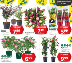  17 18 19 30 42 55 l deals lid deal woensdag boer bodem japanse esdoorn potmaat cm hoogte ca. stuk 7 99 tulpenboeket stelen boeket groenteplant balkon paprika tomaat peper 5 pioenrozen dipladenia kleuren rood roze wit 