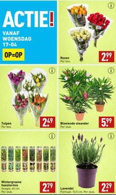  60 woensdag rozen bos bloemen b tulpen bloeiende oleander stuk 5.99 wintergroene heestermix hoogte cm 27 potmaat lavendel 