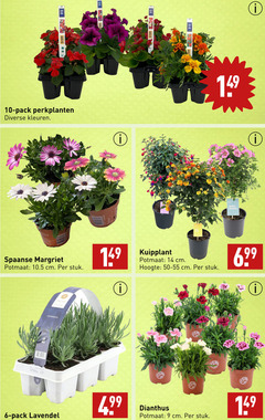  6 9 10 14 pack perkplanten kleuren spaanse margriet potmaat cm stuk kuipplant hoogte 50-55 lavandula fresh lavendel dianthus 