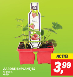  6 ring variety aardbeienplantjes pack 4 99 3 