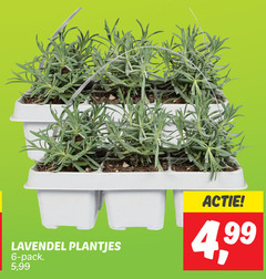  6 lavendel plantjes pack 5 99 4 