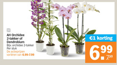  orchidee 1 2 dendrobium stuk varieeren 