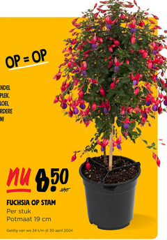  19 24 30 50 plek bloei meerdere fuchsia stam stuk potmaat cm 