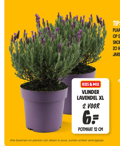  2 6 12 tip plaats snoei jaren mix vlinder lavendel xl potmaat cm bloemen planten jumbo 